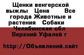 Щенки венгерской выжлы › Цена ­ 1 - Все города Животные и растения » Собаки   . Челябинская обл.,Верхний Уфалей г.